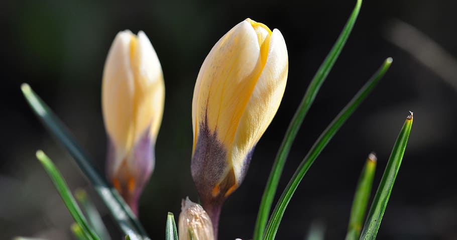 crocus, flower, blossom, bloom, plant, yellow, closed, harbinger of spring HD wallpaper