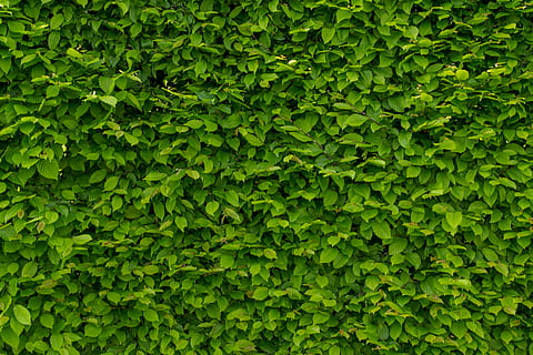 nature, red, pattern, wall, bright, bush, close-up, environment HD wallpaper