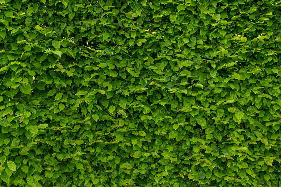 nature, red, pattern, wall, bright, bush, close-up, environment HD wallpaper