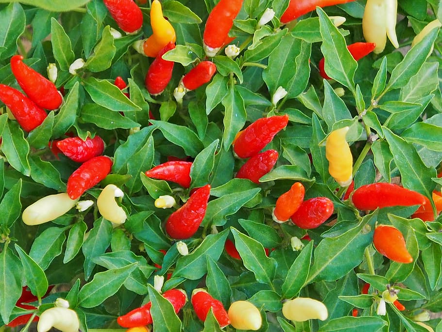 chilli, orange, sharp, chili peppers, red, yellow, freshness, HD wallpaper