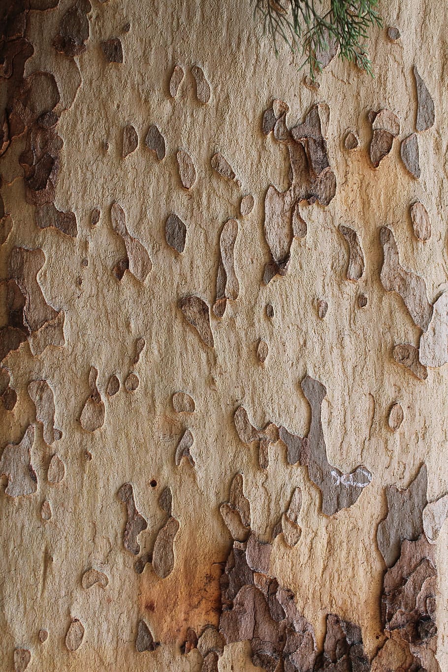Tree, Trunk, Pattern, Scorza, Tree Trunk, bark, backgrounds HD wallpaper