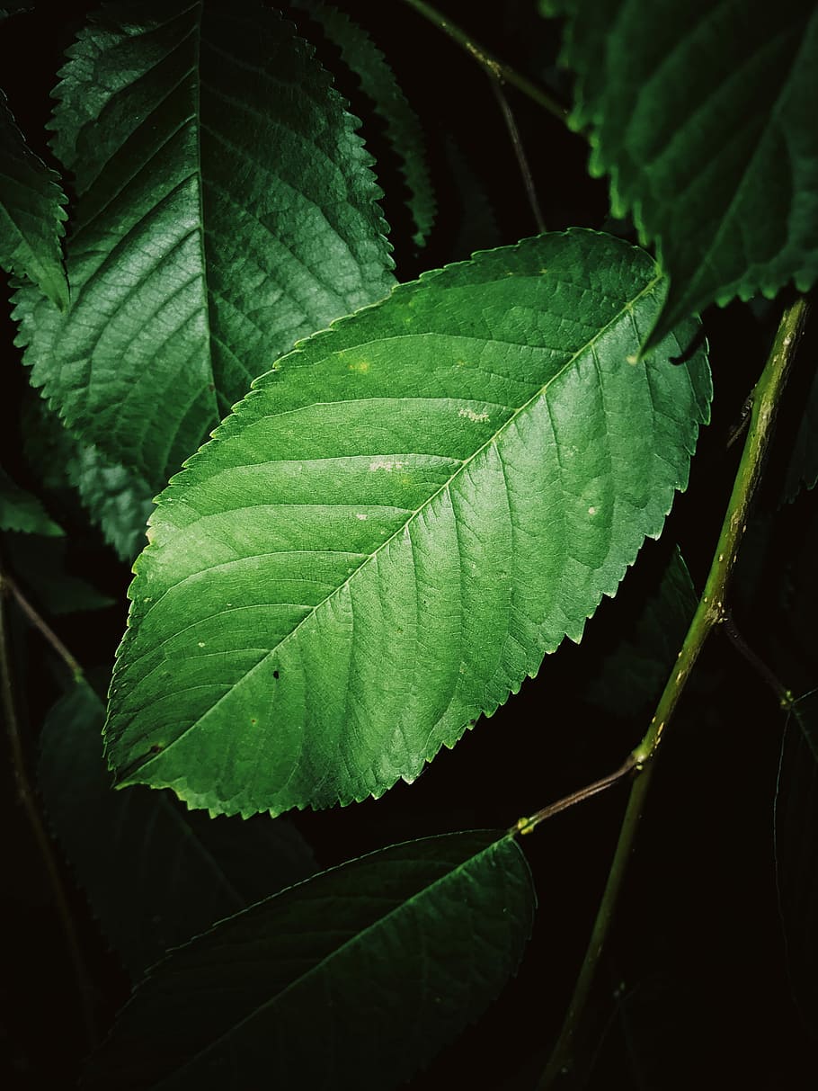 closeup photography of green leaves, green leaf in macro photography HD wallpaper