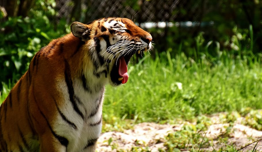 selective focus photo of tiger yawn, predator, fur, beautiful HD wallpaper