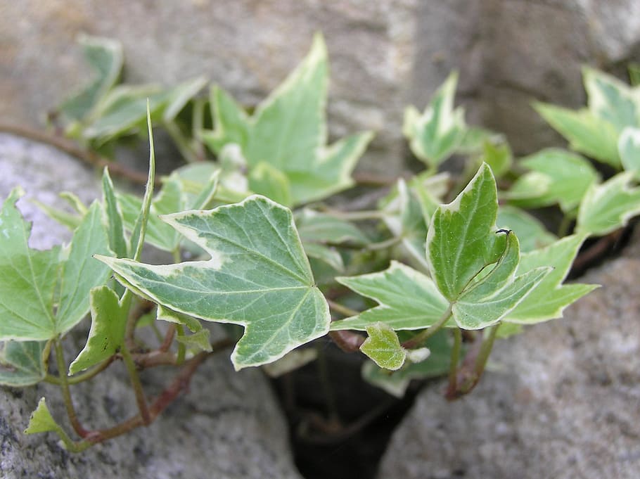 nature, plants, ivy, leaf, plant part, green color, growth HD wallpaper