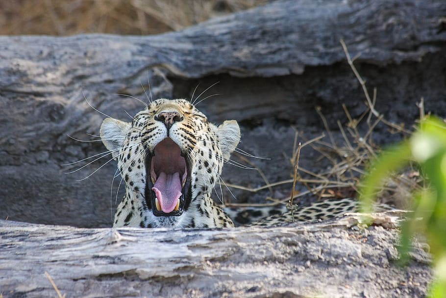 leopard lying on ground during daytime, africa, safari, wildcat, HD wallpaper