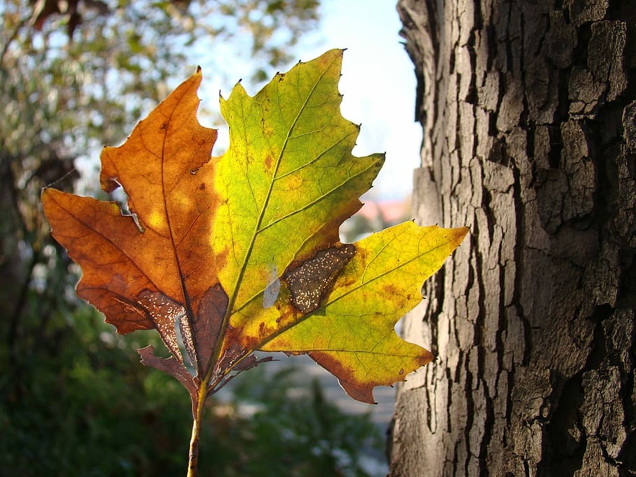Tree, Leaf, Nature, Branch, automn, green, autumn, change, tree trunk HD wallpaper