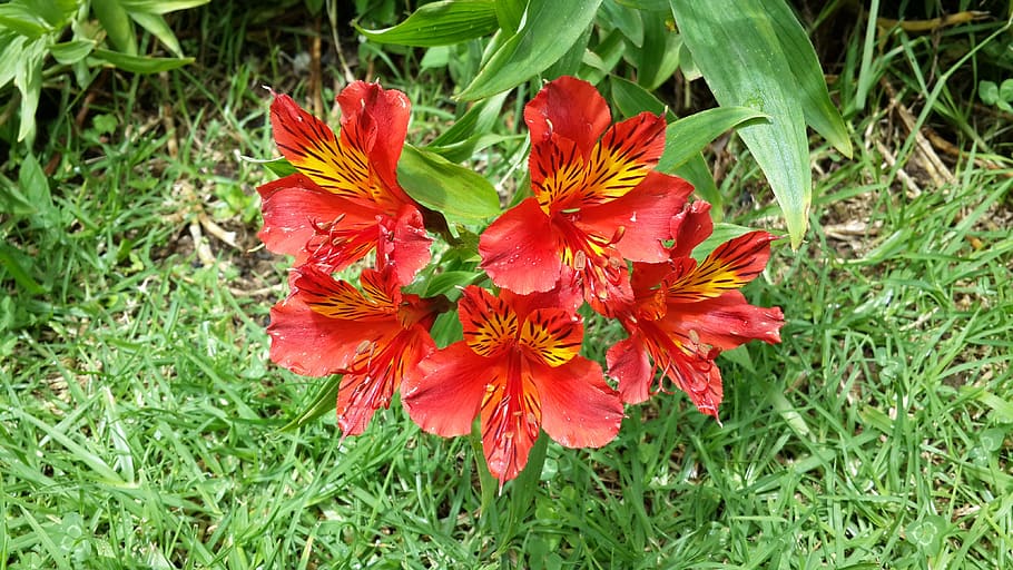 lily, red, flowers, plant, flowering plant, beauty in nature HD wallpaper