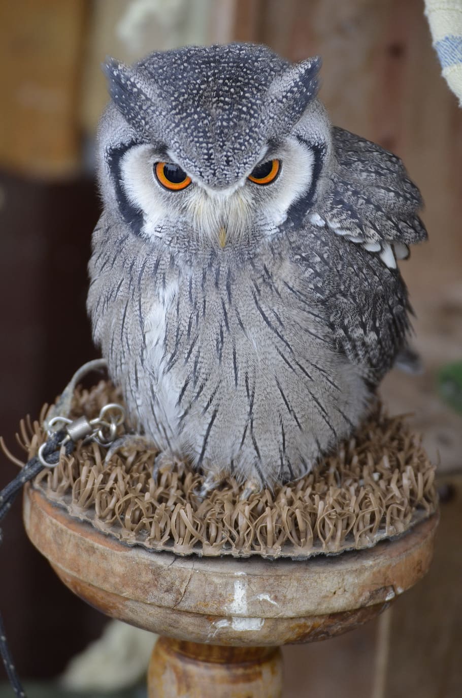 selective focus photography of gray bird, eagle owl, feather HD wallpaper