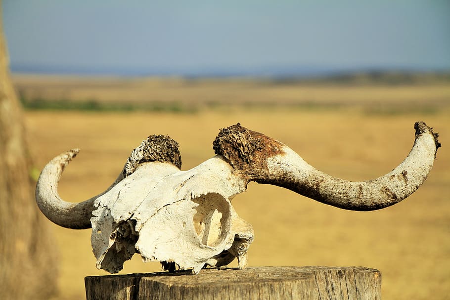 antler on wood, white animal skull, ram, horns, sheep, bone, log, HD wallpaper