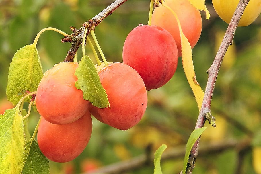yellow plums, cherry plum, fruit, branch, orchard, summer, fruits, HD wallpaper