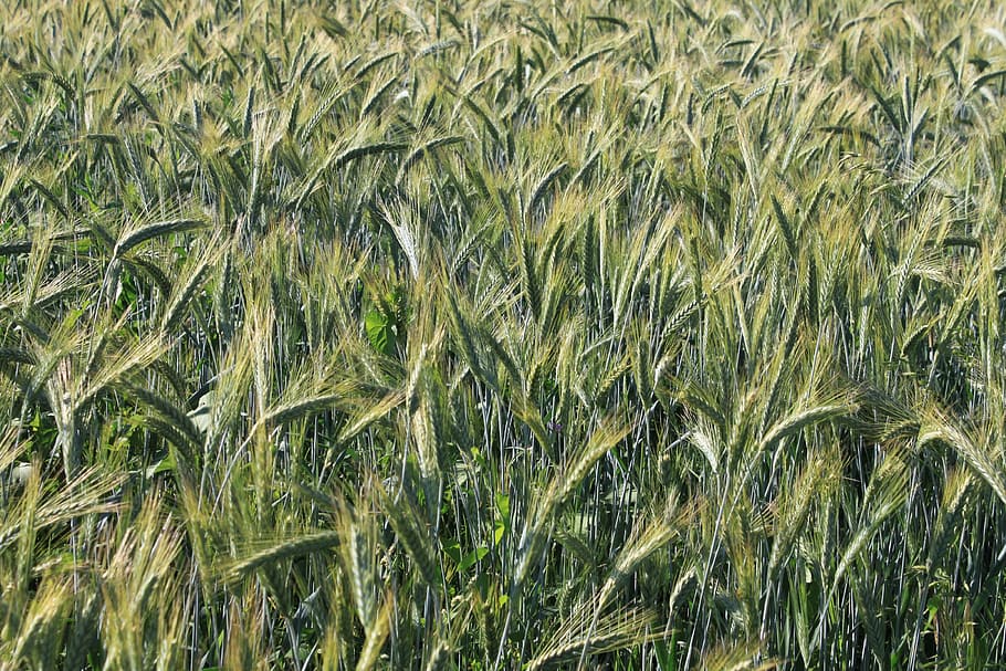 ears, field, grain, green, june, wheat, plants, summer, growth HD wallpaper