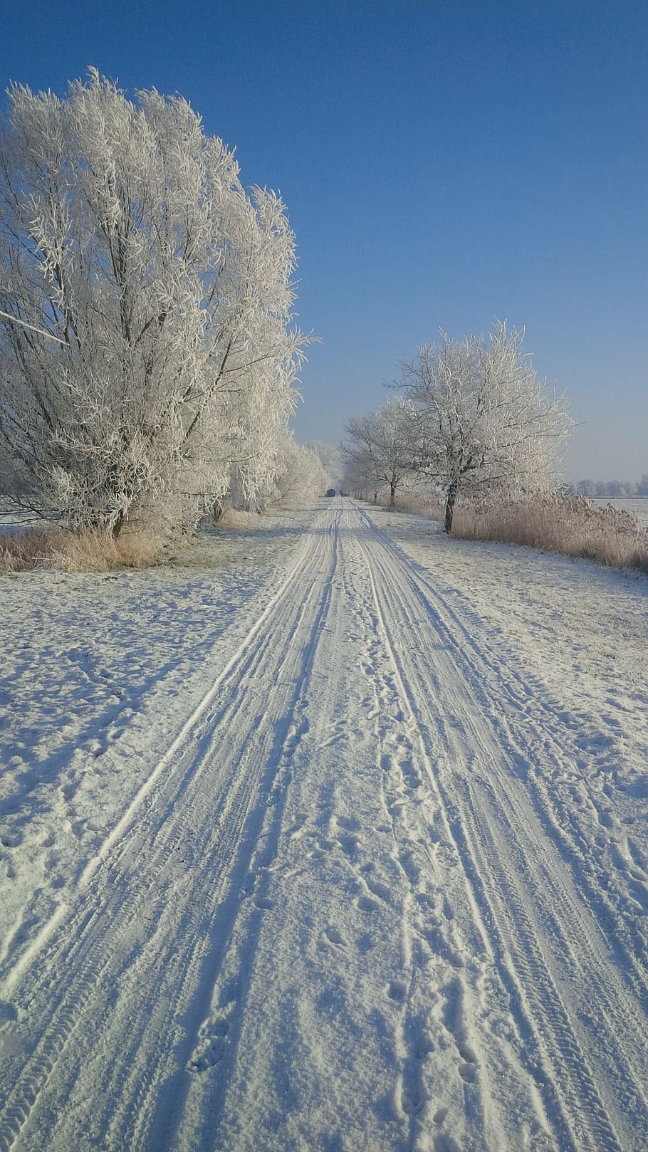 wintry, snow, snowy, white, trees, cold temperature, winter HD wallpaper