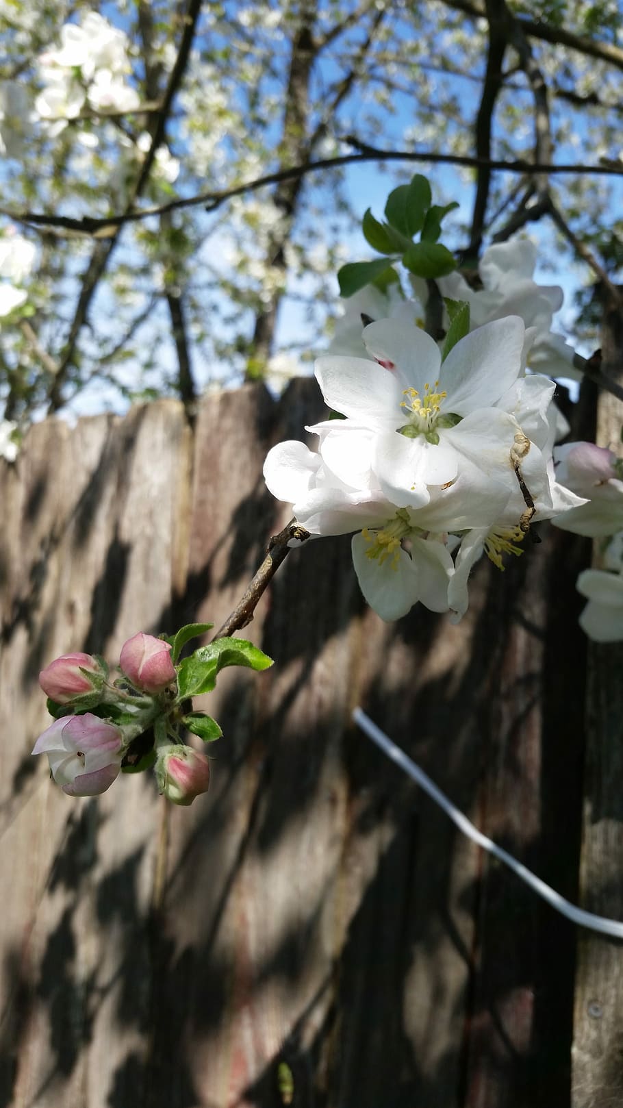 flower, tree, nature, flora, branch, flowering plant, fragility HD wallpaper