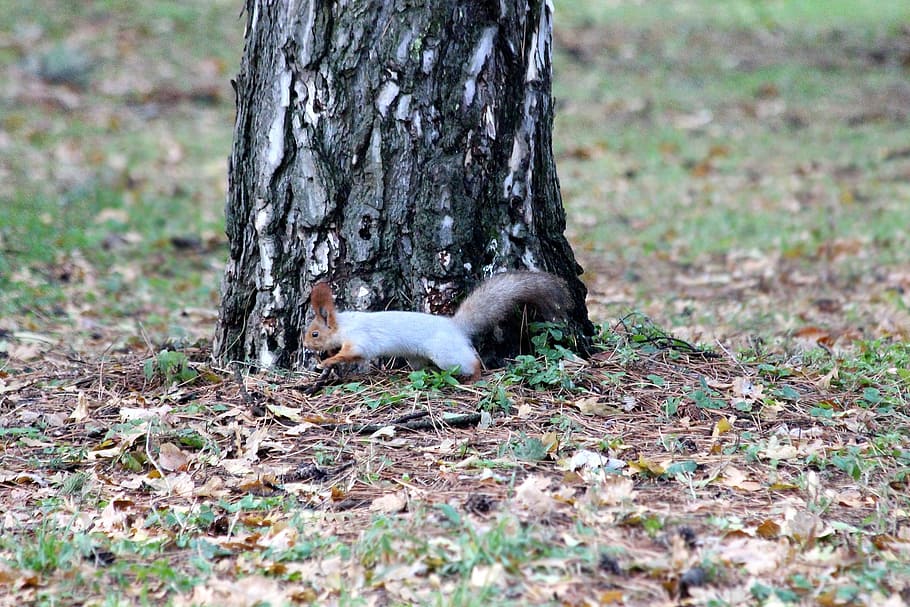 squirrel, runs, nature, tree, park, outdoors, autumn, gray squirrel HD wallpaper