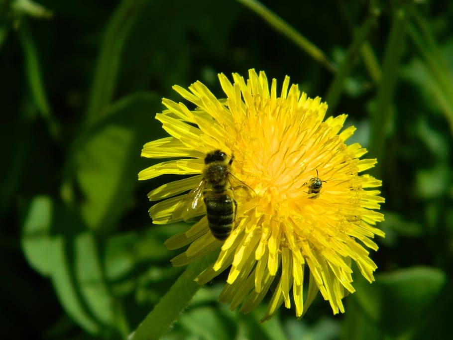 flowers, insects, bee, yellow, nature, pollination, pollen HD wallpaper