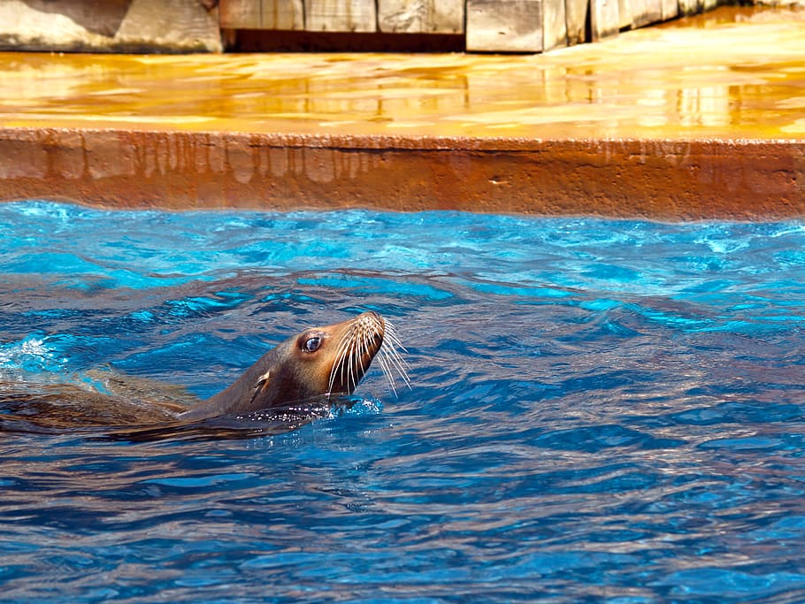 seal, master, pool, park, cabárceno, water, animal wildlife HD wallpaper