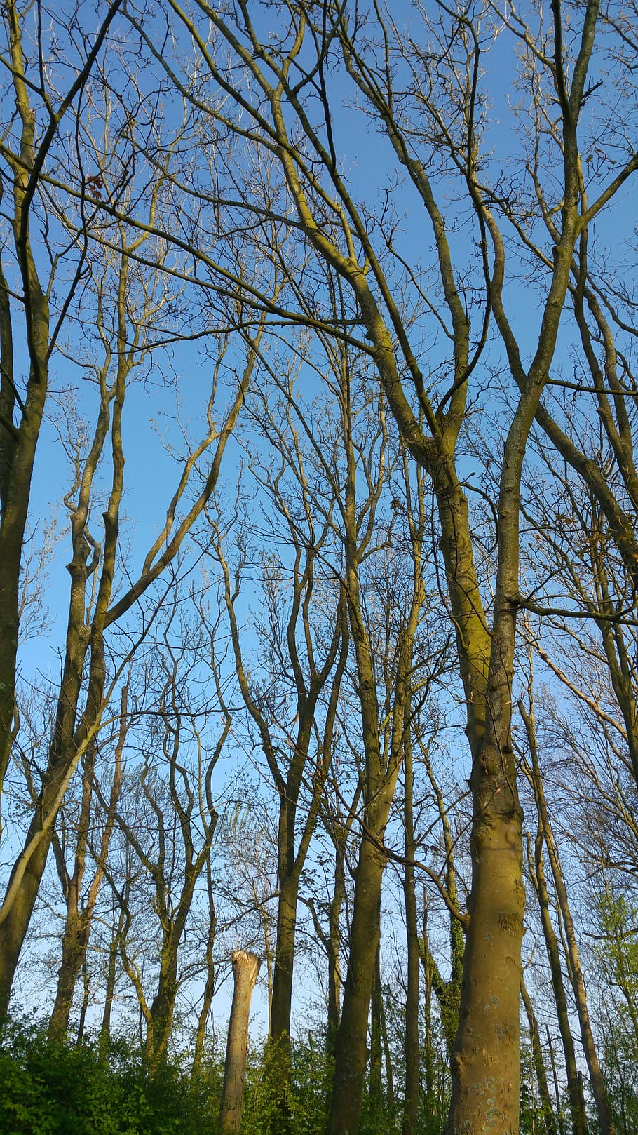 trees, crown, branches, nature, plant, tranquility, sky, beauty in nature HD wallpaper