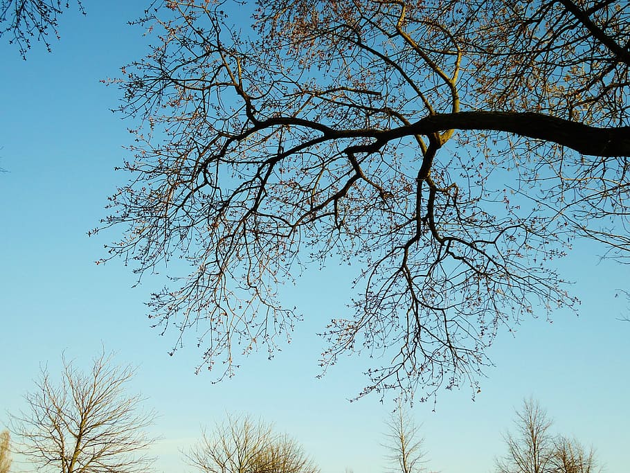 tree, branch, branches, light and shade, nature, landscape HD wallpaper