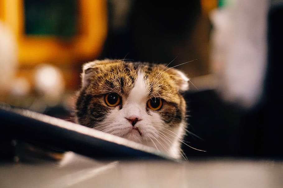 brown and white cat in shallow focus shot, white and brown cat in shallow focus photography HD wallpaper
