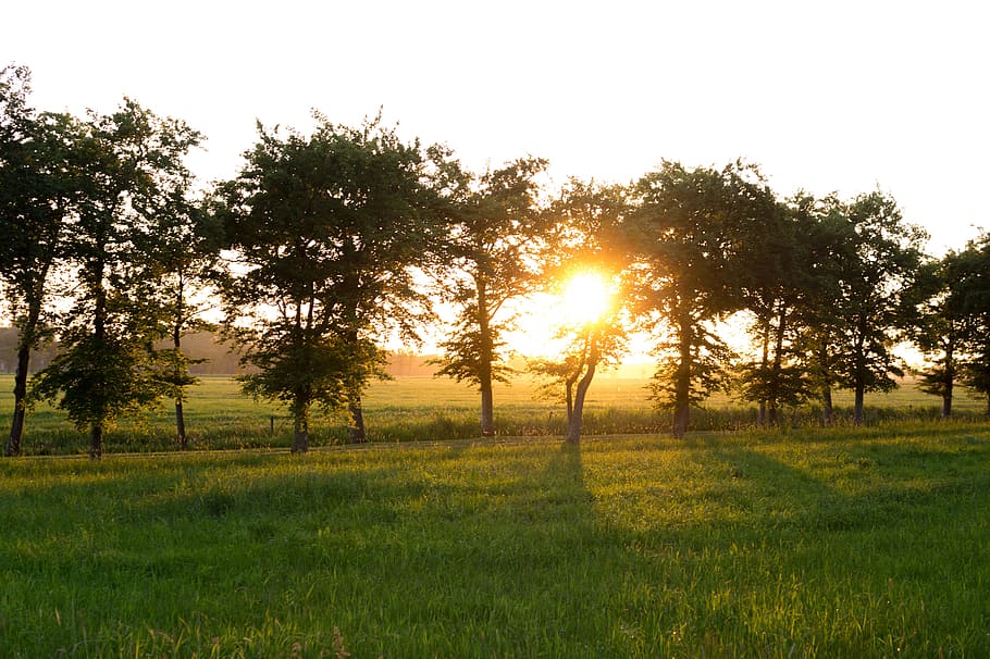Evening, Sun, Trees, Sunset, Nature, sunlight, sky, summer HD wallpaper