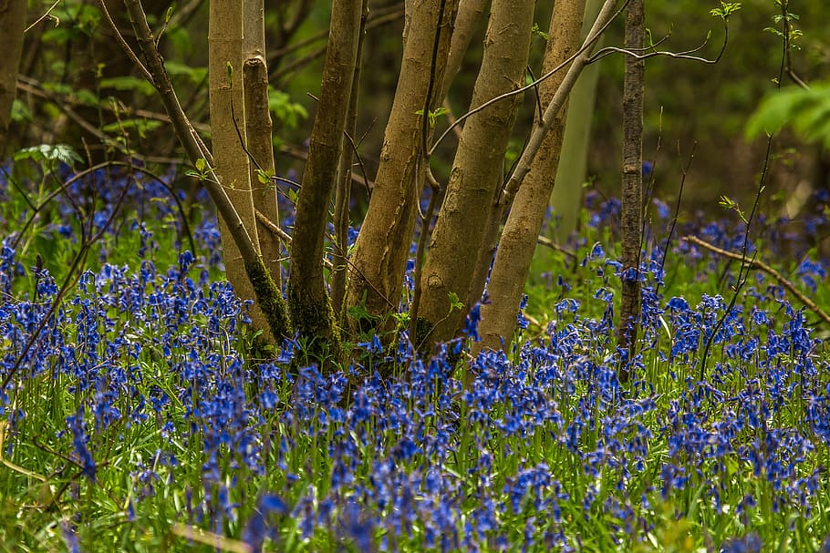 matejko, forest, nature, spring, plant, flowering plant, growth HD wallpaper