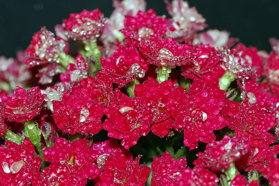 rosa, drops, flower, raspberry, red, water, shine, macro, closeup HD wallpaper