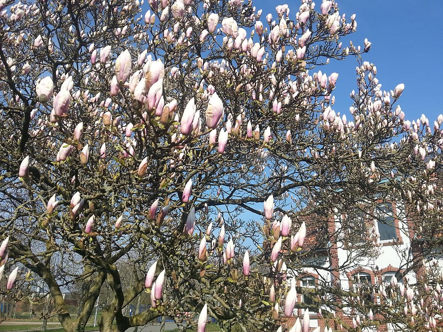 magnolia, spring, tree, flowers, nature, bud, white, pink, sky HD wallpaper