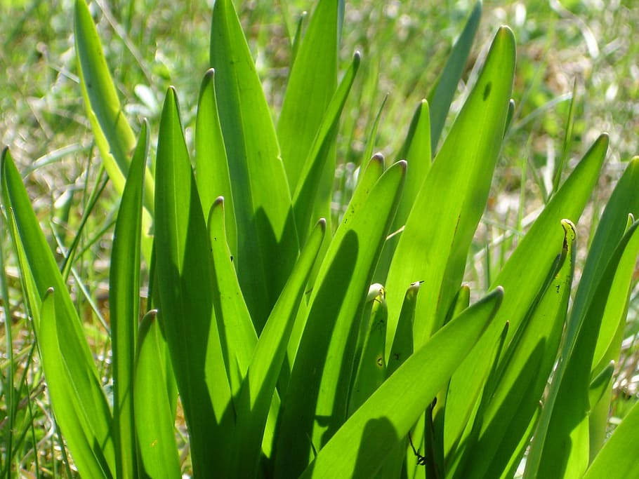 Leaf, Leaves, Back Light, Plant, hyacinth, hyacinth leaves HD wallpaper