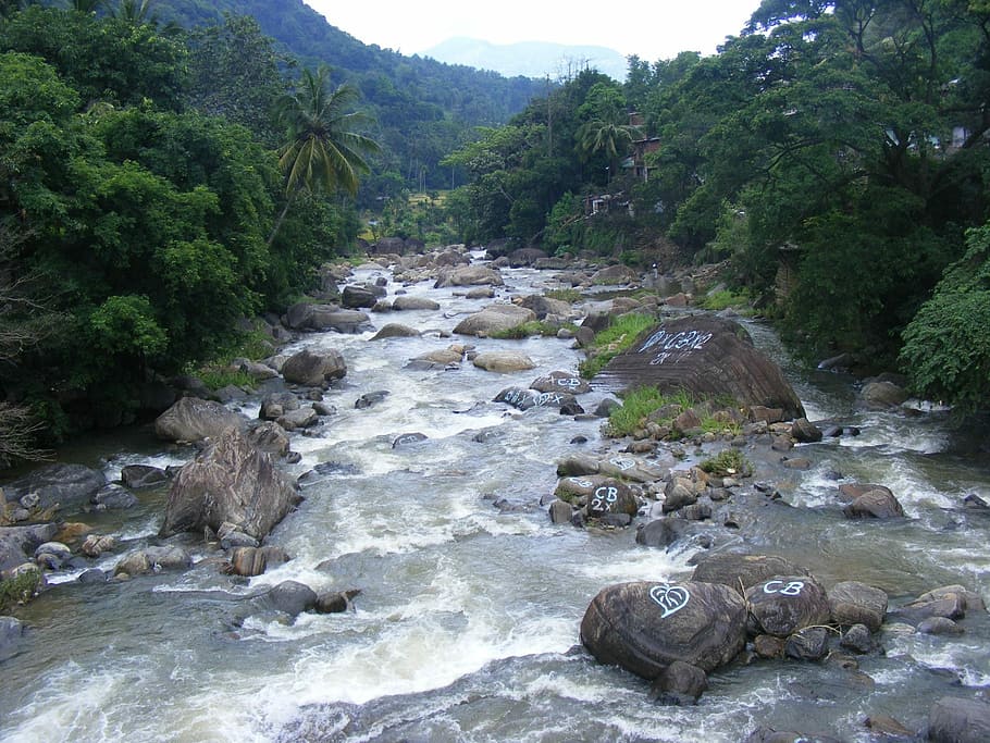 Rivers, Water, Flowing, Flora, Trees, greenery, plants, rocks HD wallpaper