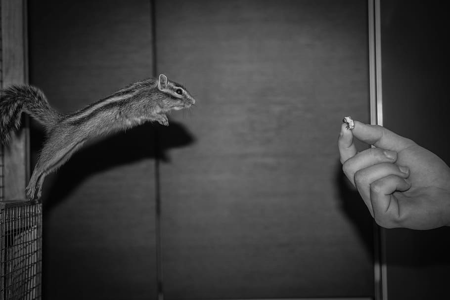one, squirrel, animal, pet, black and white, monochrome, hand HD wallpaper