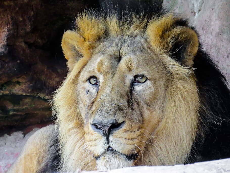 animals, predator, lion, cat, fur, eyes, mane, tiergarten, zoo, HD wallpaper