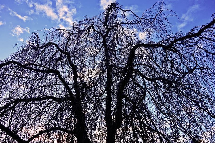 HD wallpaper: willow, weeping willow, tree top, branches, bare