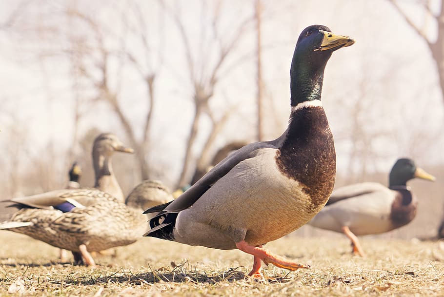 untitled, flock, mallard, ducks, birds, animals, beak, animals in the wild HD wallpaper