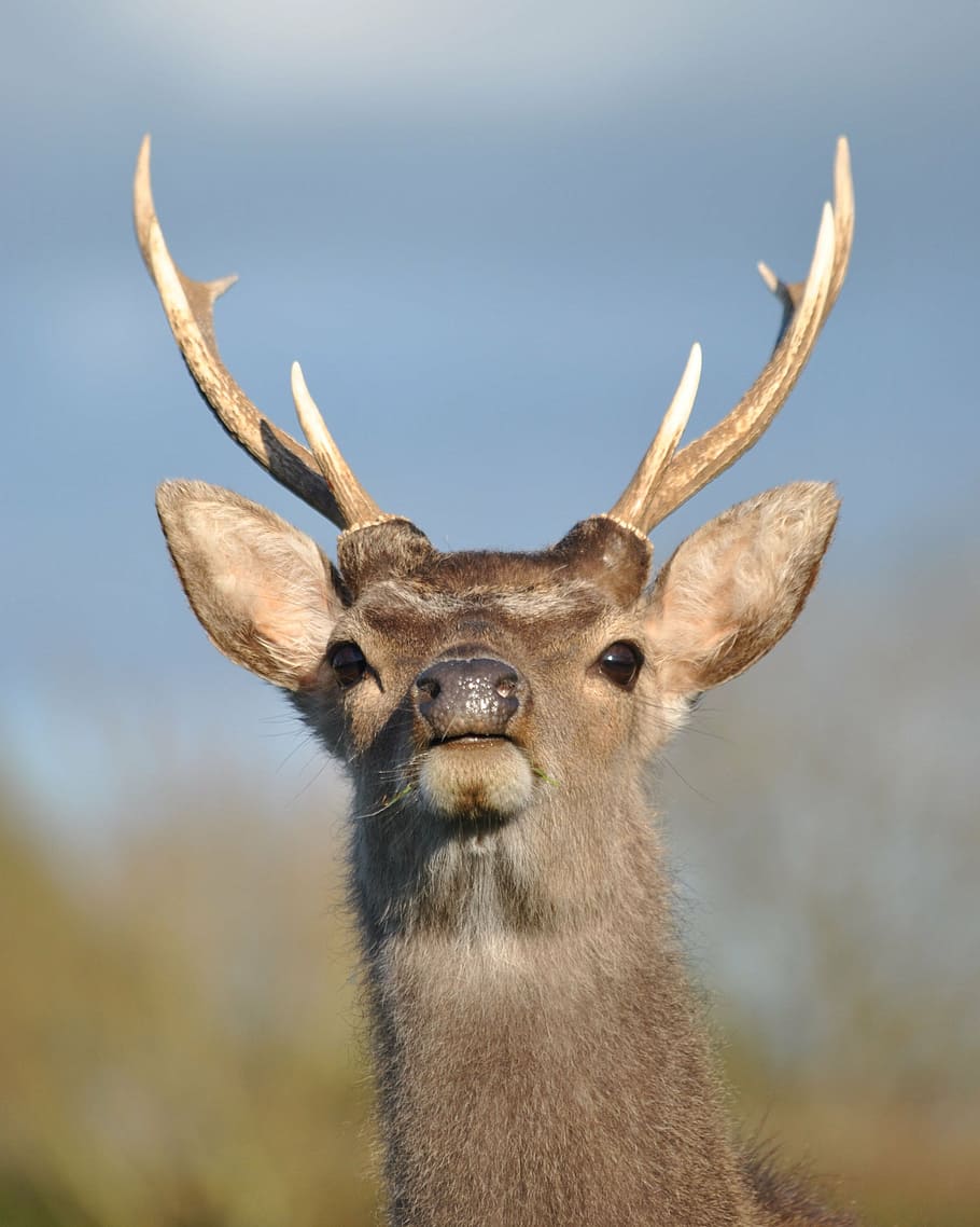 deer, stag, sika, wildlife, animal, nature, animals In The Wild HD wallpaper