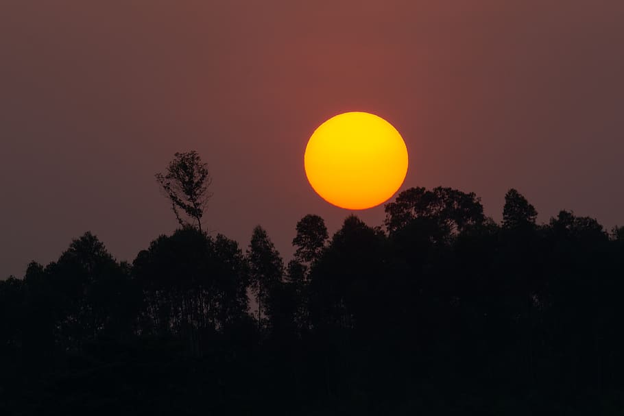 sun, sunset, landscape, nature, tree, orange color, plant, sky HD wallpaper