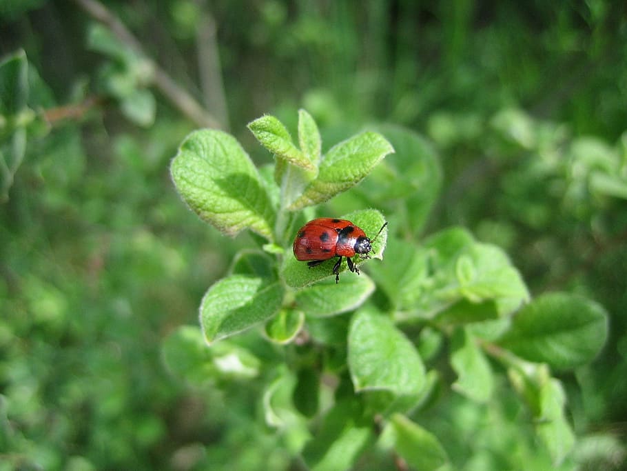 ladybug, nature, green, beetle, insect, invertebrate, animal themes HD wallpaper