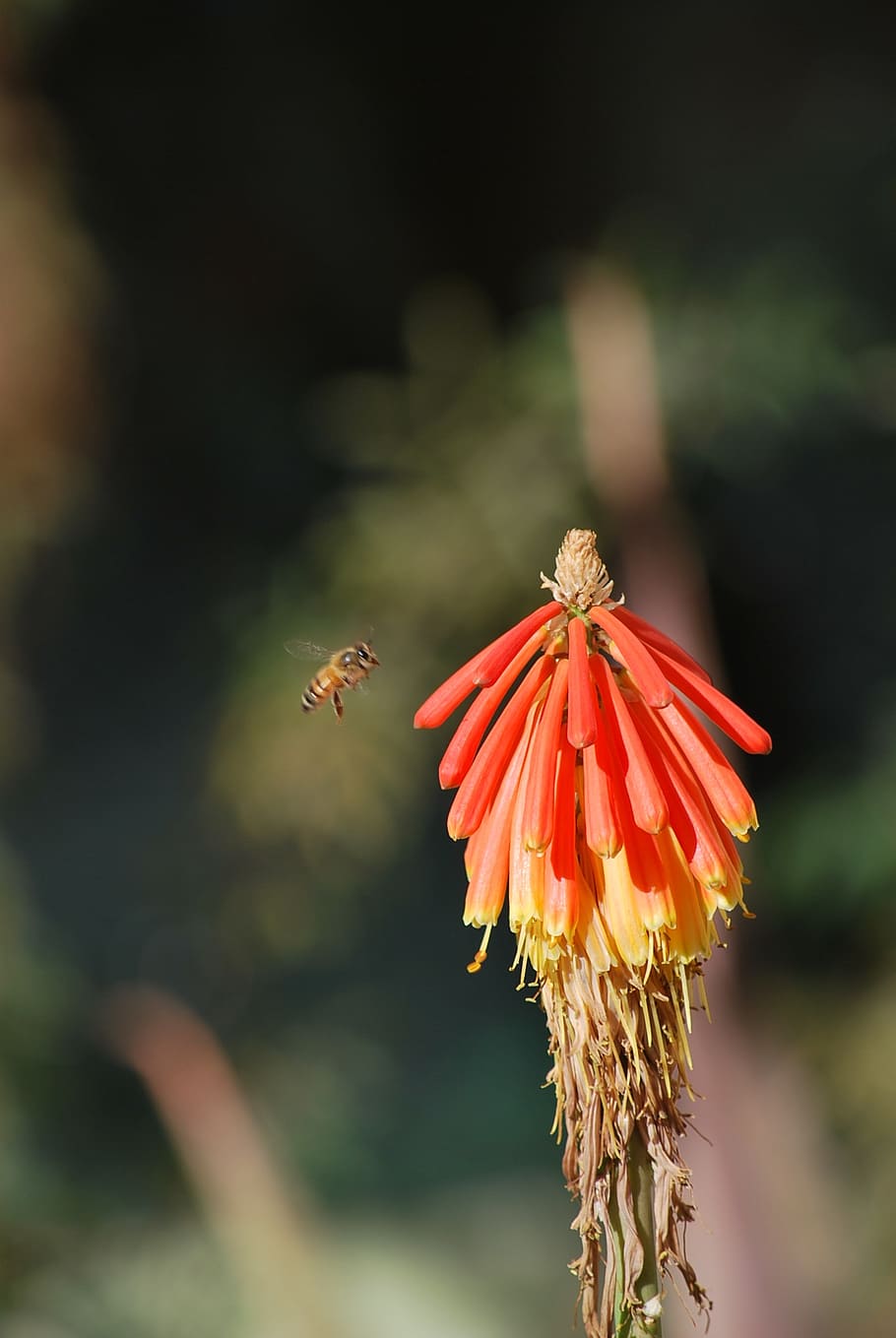 bee, flower, spring, plant, red, blossom, flowering plant, invertebrate HD wallpaper