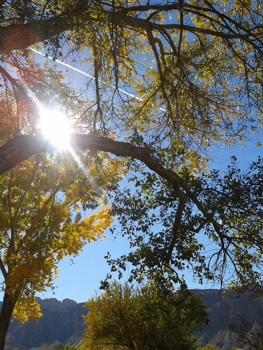 autumn, tree, sun, yellow, leaf, october, fall, season, plant HD wallpaper