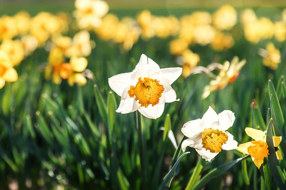 selective focus photo of white flower, white petaled flowers blooming at daytime HD wallpaper