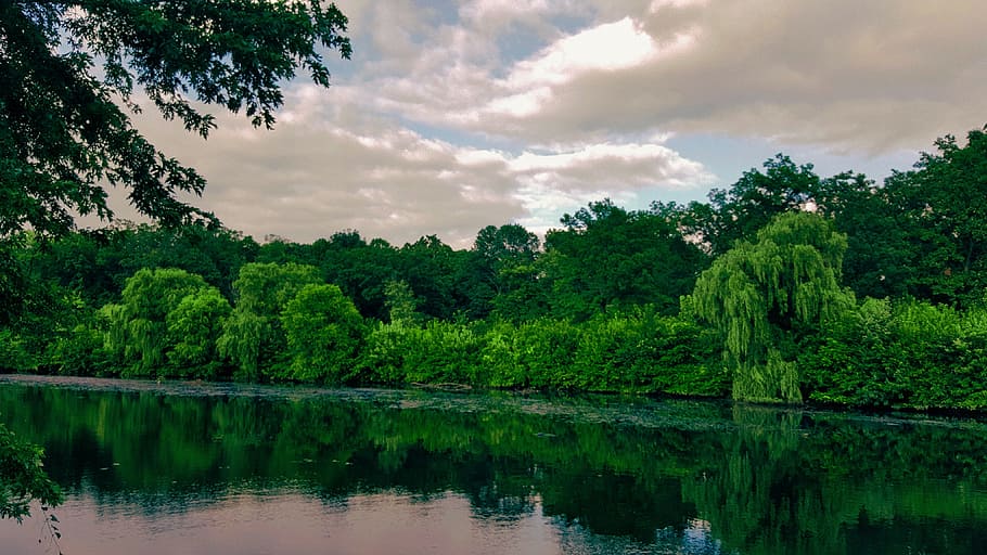 trees, green, grass, plants, nature, landscape, lake, water HD wallpaper