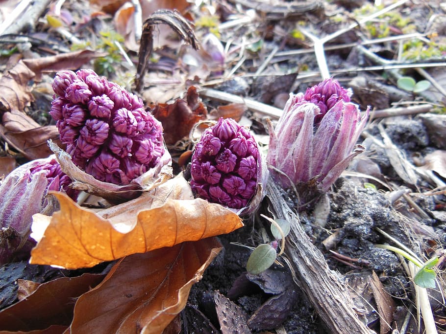 purple, plants, nature, spring, butterbur, dead leaves, sprouts HD wallpaper