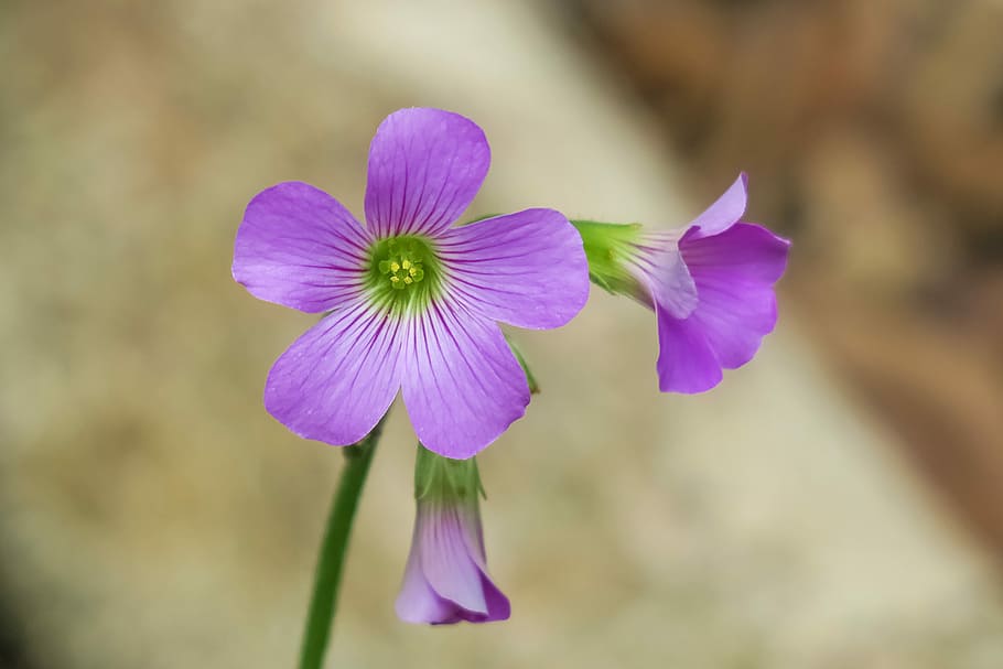 shamrock, hong kong, clover, wild flowers, nature, plant, leaf, HD wallpaper