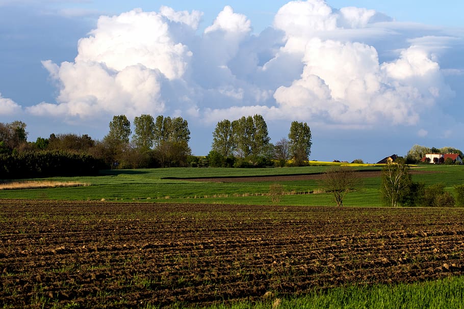 field, landscape, clouds, spring, plant, sky, environment, tranquil scene HD wallpaper