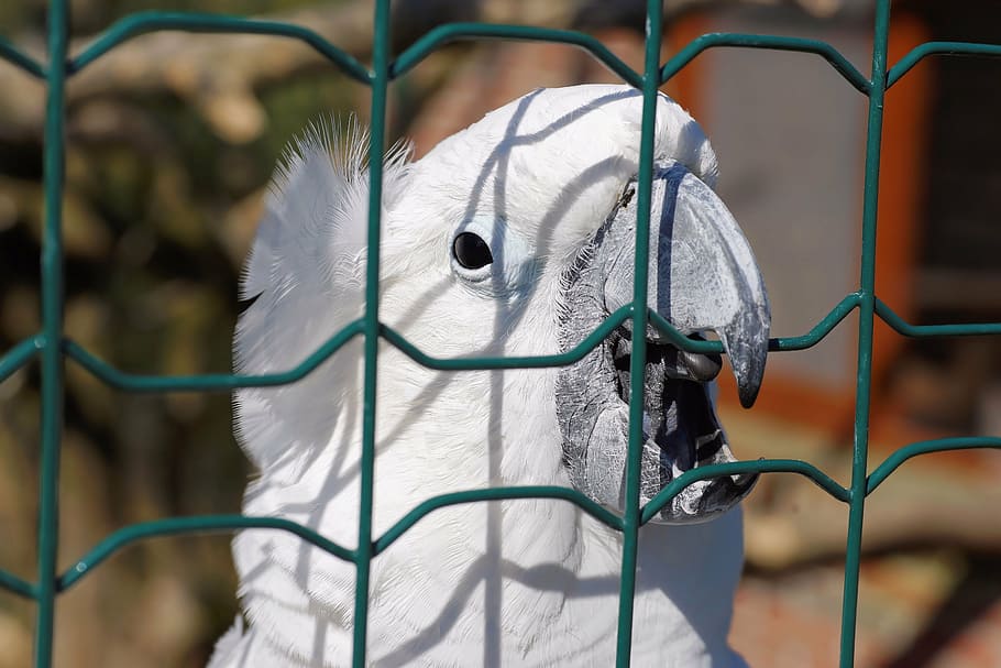 sulphur-crested cockatoo, white cockatoo, sulfur-crested, bird, HD wallpaper