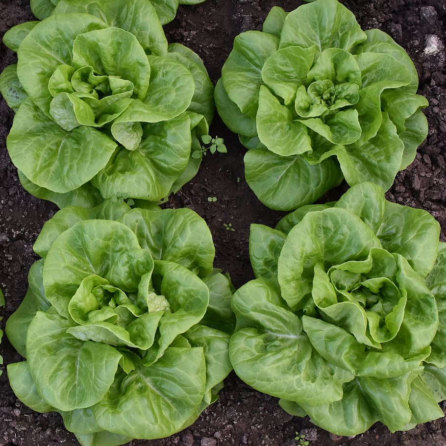 Lettuce, Vegetable, Green, Green, Salad, power supply, food HD wallpaper