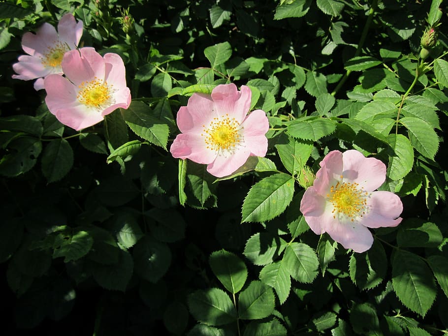 rosa canina, dog-rose, wildflower, shrub, flora, botany, plant, HD wallpaper