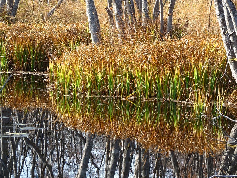 swamp, tundra, grass, autumn, bumps, evening, brightness, straw, HD wallpaper