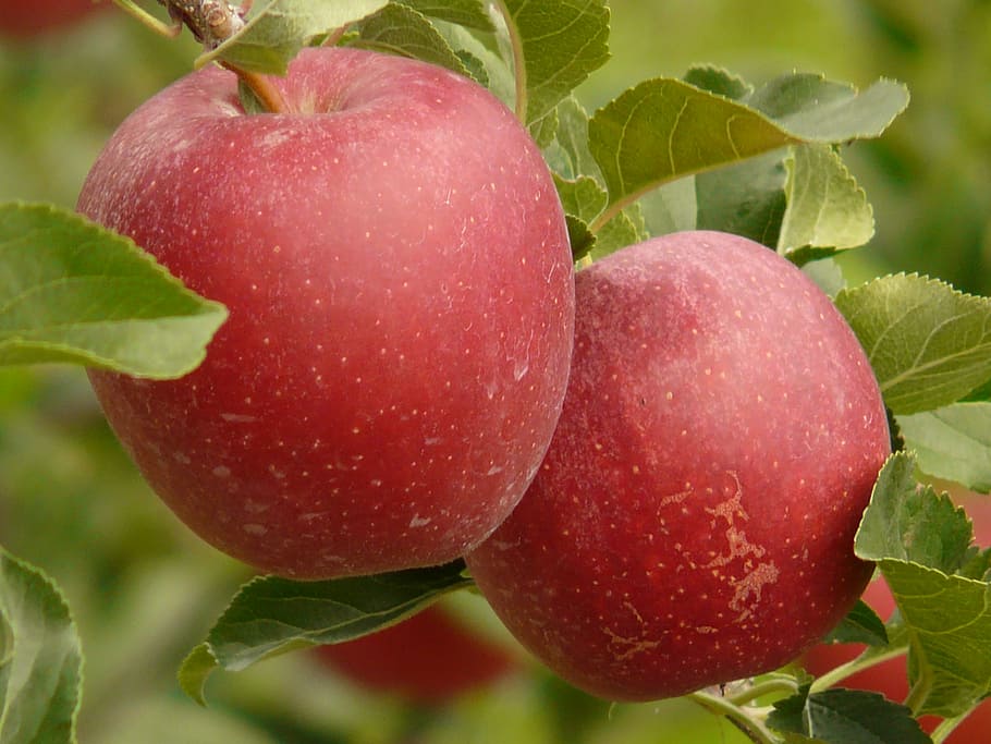 apple, fruit, eat, nature, healthy, red, plantation, leaf, food HD wallpaper