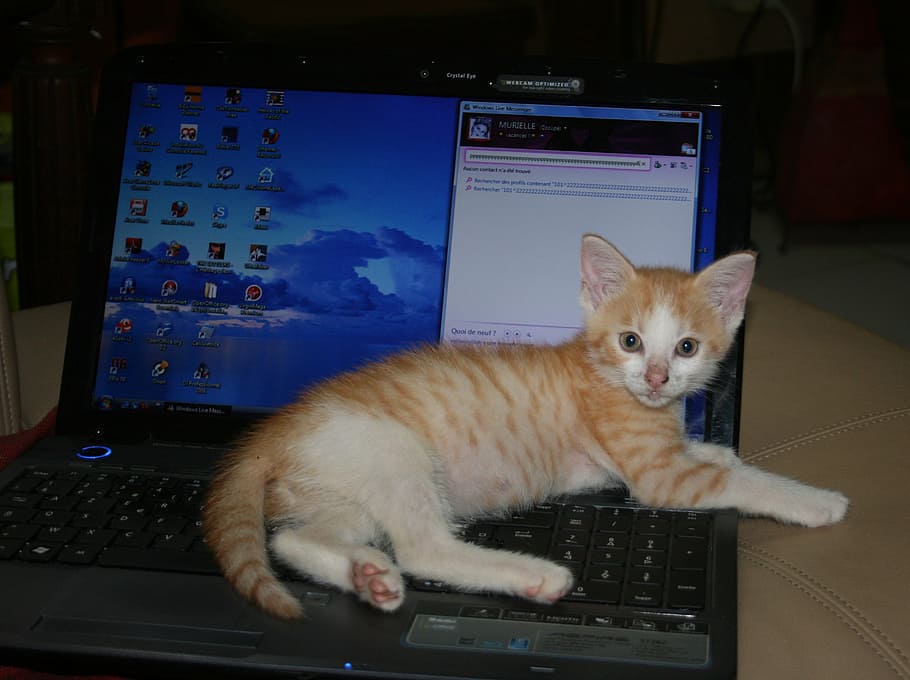 kitten, roux, lying, computer, laptop, technology, internet HD wallpaper