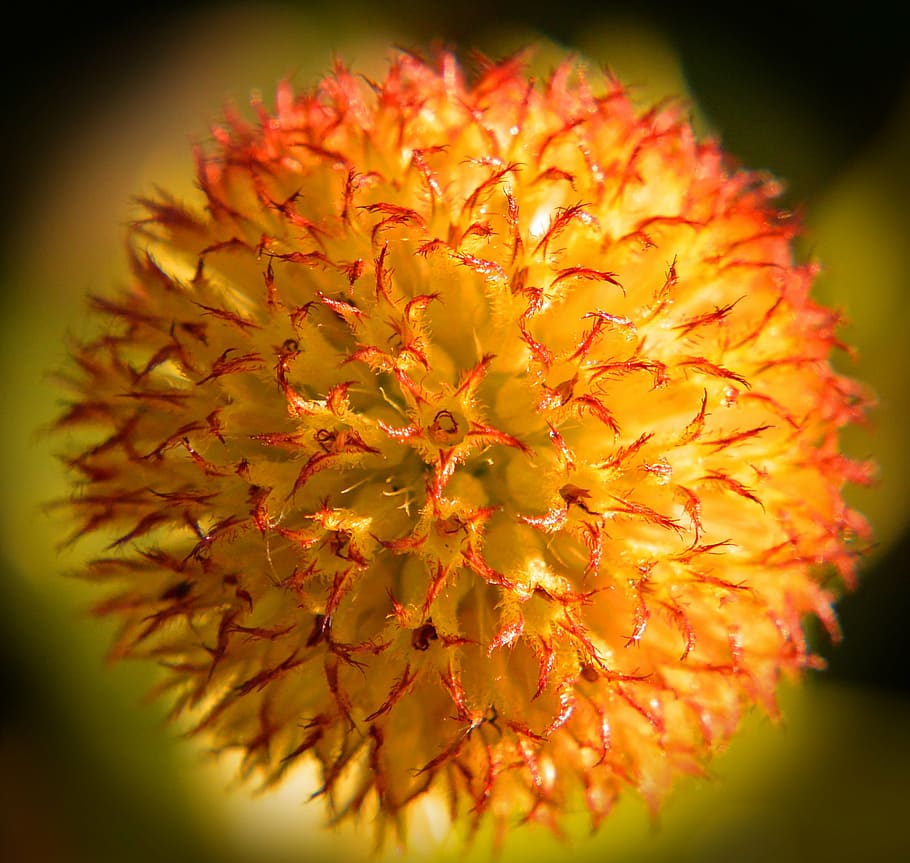 blossom, bloom, macro, close, yellow, nature, plant, close-up HD wallpaper